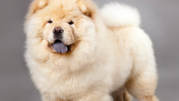 Will a little bit of beer hurt my dog?