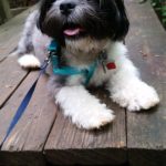 Will an Oreo kill a dog?