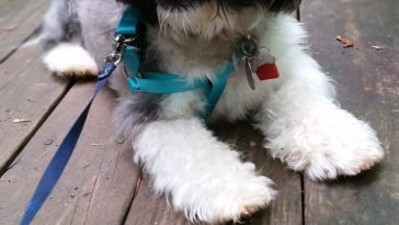 Will an Oreo kill a dog?