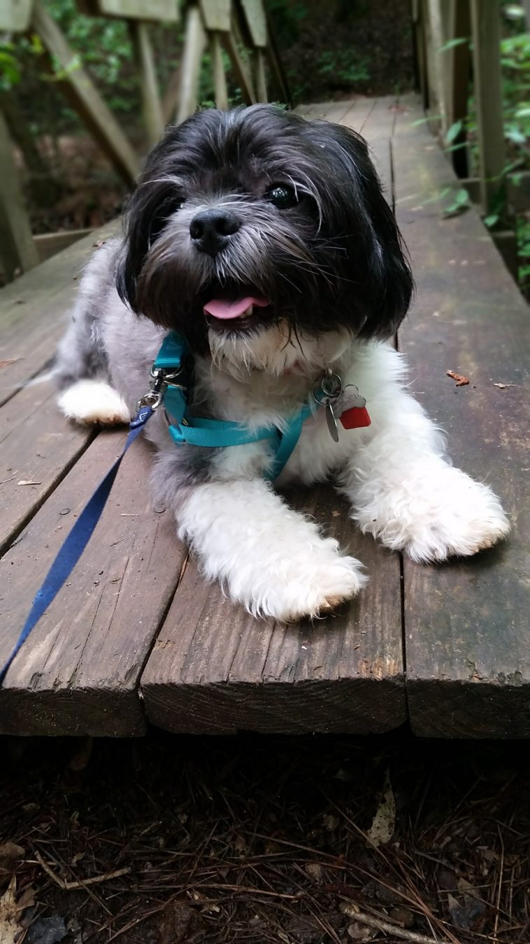 Will an Oreo kill a dog?