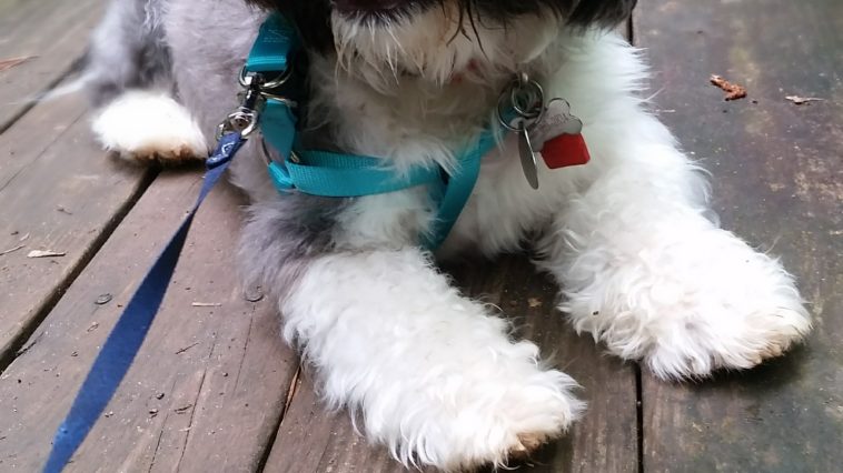 Will an Oreo kill a dog?