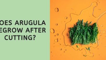 Will arugula regrow after cutting?