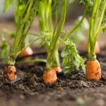 Will carrot tops grow new carrots?