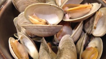 Will clams die in tap water?