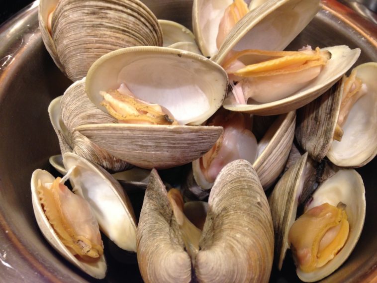Will clams die in tap water?