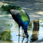 Will peacocks eat oranges?