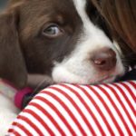 Will saffron rice hurt my dog?