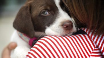 Will saffron rice hurt my dog?