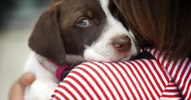 Will saffron rice hurt my dog?