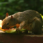 Will squirrels eat watermelon rind?