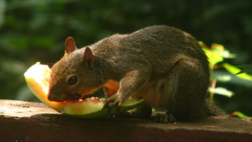 Will squirrels eat watermelon rind?