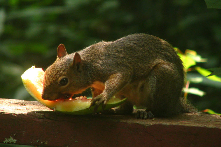 Will squirrels eat watermelon rind?