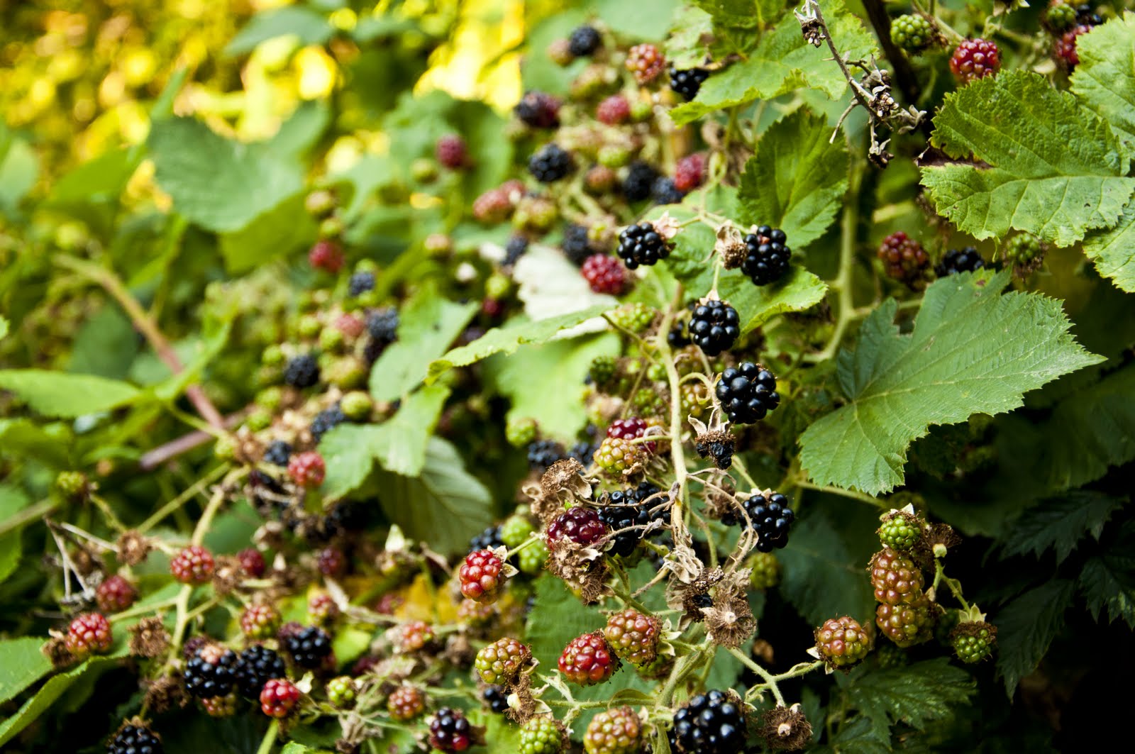 How do you sweeten bitter blackberries? - Foodly
