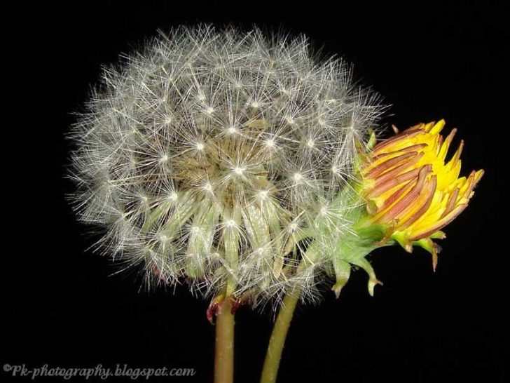 why-is-it-called-a-dandelion-clock