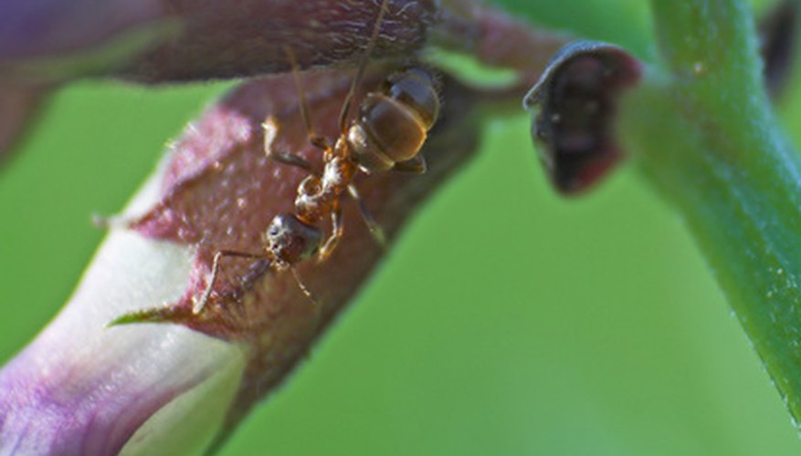 How do I kill ants without killing my plants?