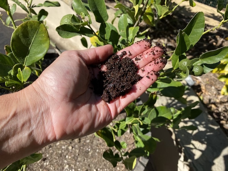 Are coffee grounds good for lime trees?