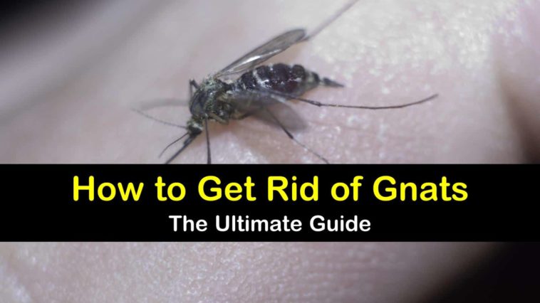 Why Do I Keep Finding Gnats In My Refrigerator   How To Get Rid Of Gnats T1 758x426 