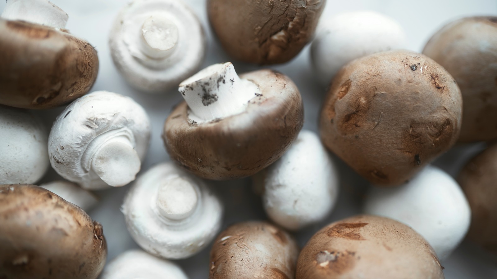 What is the difference between white and baby bella mushrooms?