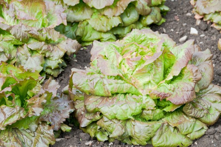 How long does lettuce take to grow?
