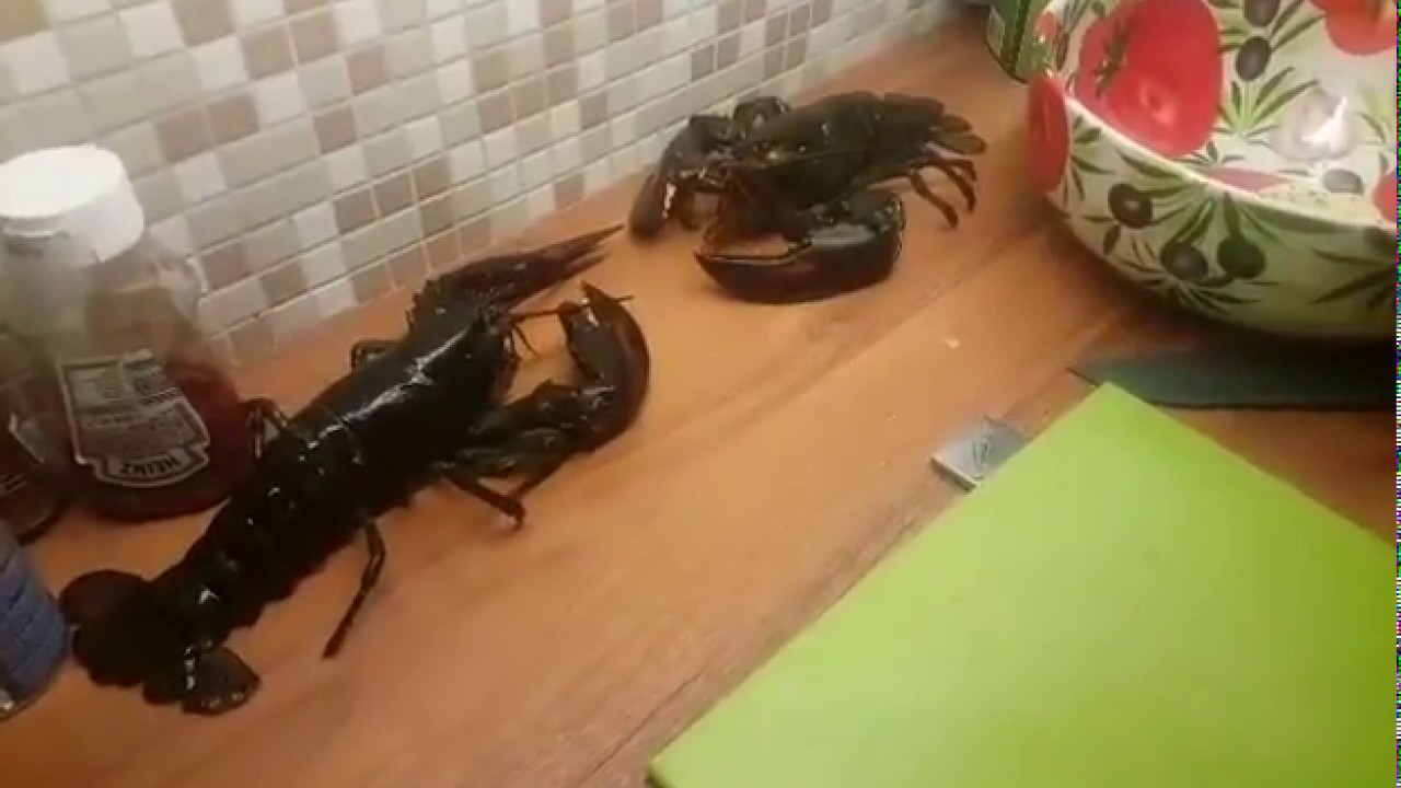 Do lobsters scream when boiled alive?
