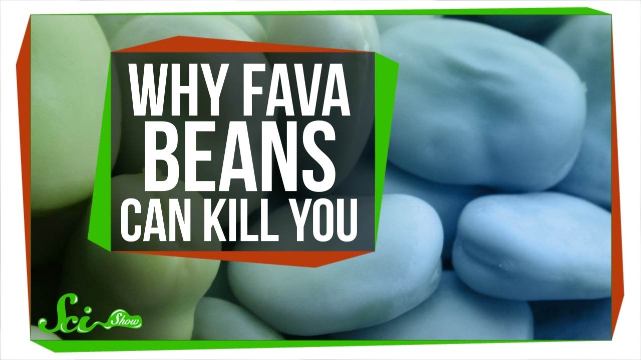 Can fava beans kill you?