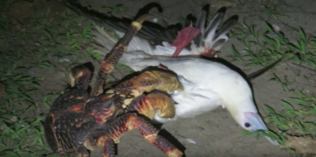 Can coconut crabs kill humans?