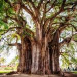 ¿Cuál es el árbol de morro?