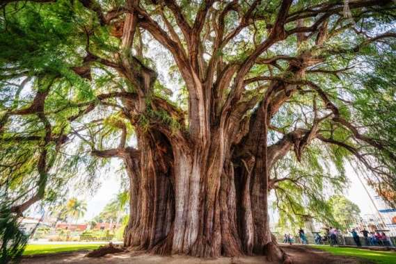 ¿Cuál es el árbol de morro?