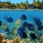 ¿Cuál es el origen del brownie?