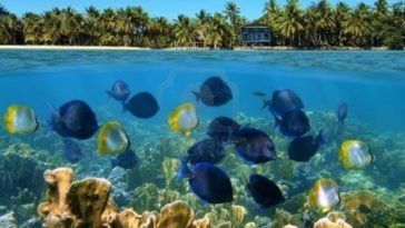 ¿Cuál es el origen del brownie?