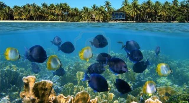 ¿Cuál es el origen del brownie?