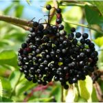 ¿Cuál es la baya del saúco?