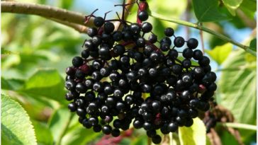 ¿Cuál es la baya del saúco?