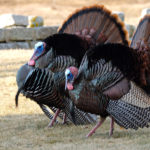 Are Thanksgiving turkeys male or female?
