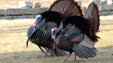 Are Thanksgiving turkeys male or female?