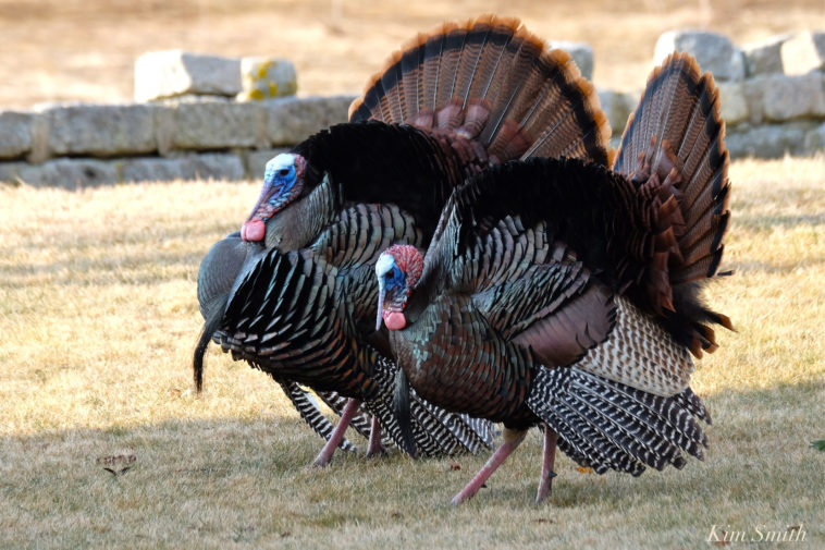 Are Thanksgiving turkeys male or female?