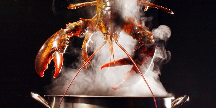 Are lobsters overpriced?
