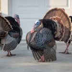 Are turkeys going to be hard to get this year?