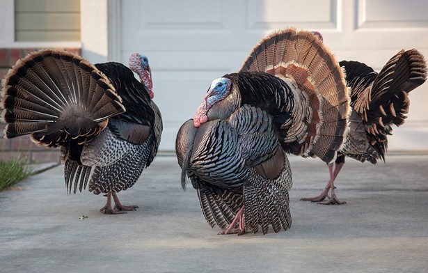 Are turkeys going to be hard to get this year?