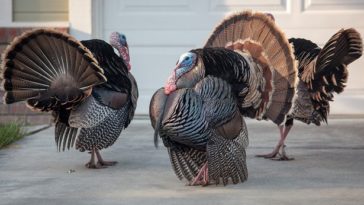 Are turkeys going to be hard to get this year?