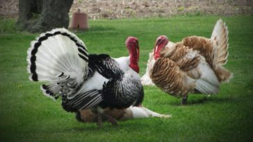 Are turkeys scarce this year?
