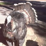 Do female turkeys puff up?