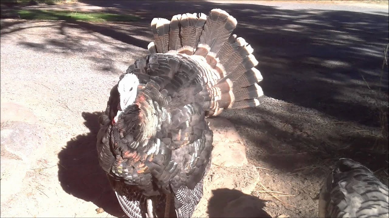 Do female turkeys puff up? - Foodly