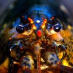 Do lobster pee out of their eyes?