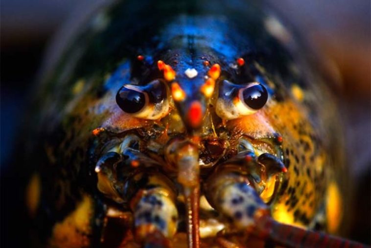 Do lobster pee out of their eyes?