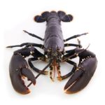 Do lobsters feel pain 2021?