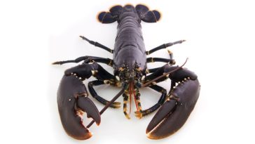 Do lobsters feel pain 2021?