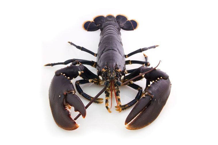 Do lobsters feel pain 2021?