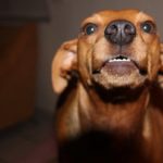 Do lobsters poop out of their mouths?