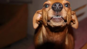 Do lobsters poop out of their mouths?